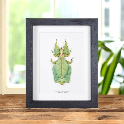 Giant leaf taxidermy - taxidermy, insect