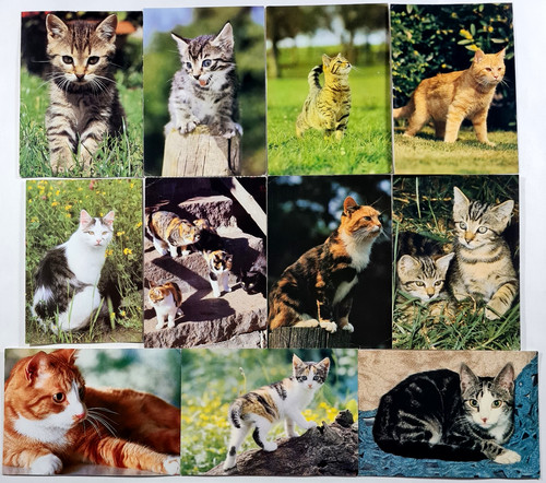 Katzen tierpostkarten lot x - tierpostkarten,