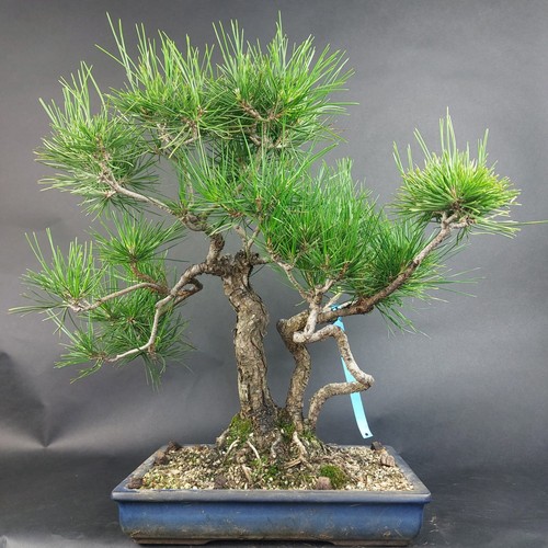 Bonsai schwarzkiefer pinus - -,