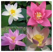 10+3 Samen vom echten asiatischen Lotus Lotos Nelumbonaceae Zufallmix Lotusblume