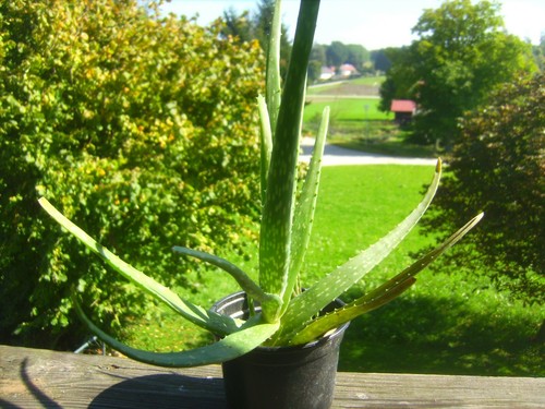 Aloe medizinisch top pflanze - aloe,