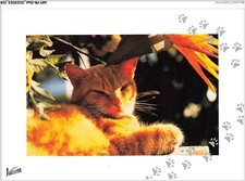 AKYP8-0767-CHAT - Katze Ginger