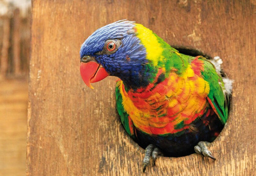 Wildlife zoo postkarte - *, *