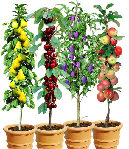 Säulen obst kollektion birne - säulen-obst-kollektion,