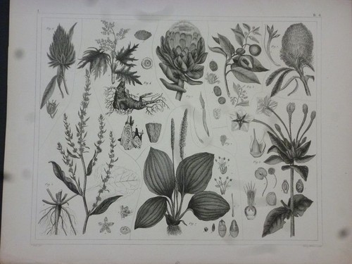Orig stahlstich pflanzen - orig., stahlstich:
