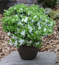 Japanische Azalee Diamant