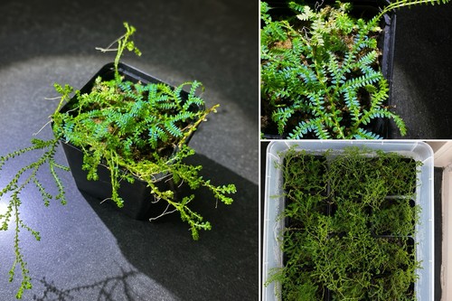 Selaginella uncinata - , –