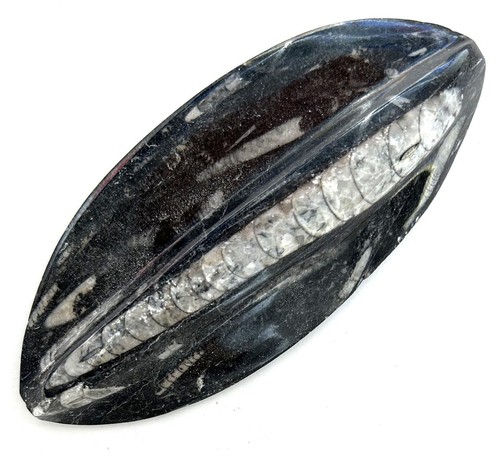 Fm0274 natürlicher orthoceras - natürlicher,
