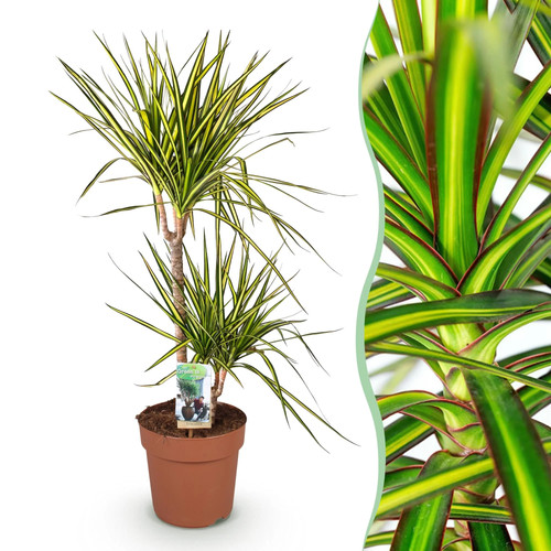 Zimmerpflanzen dracaena sunray - zimmerpflanzen,