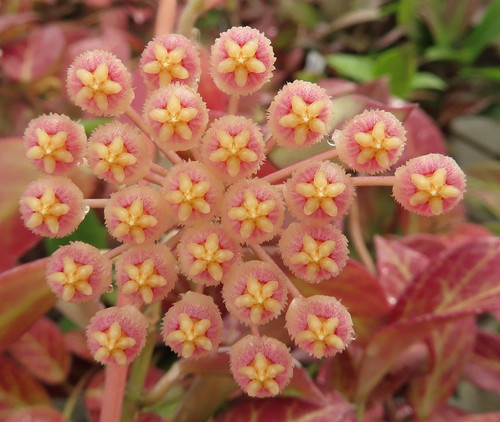 Hoya wachsblumen sunrise - hoya,