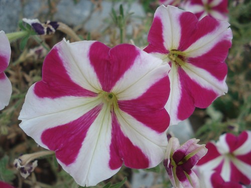 Petunie weiß pink petunia - petunie, weiß-pink,
