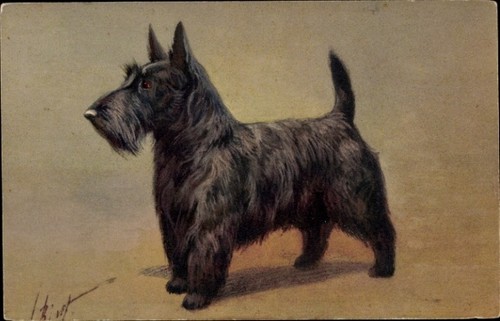 Hundeportrait scotch - hundeportrait,,