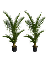 2er set kanarische - kanarische, dattelpalme