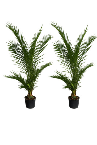 2er set kanarische dattelpalme - set,