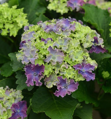 Bauernhortensie curly sparkle - bauernhortensie,