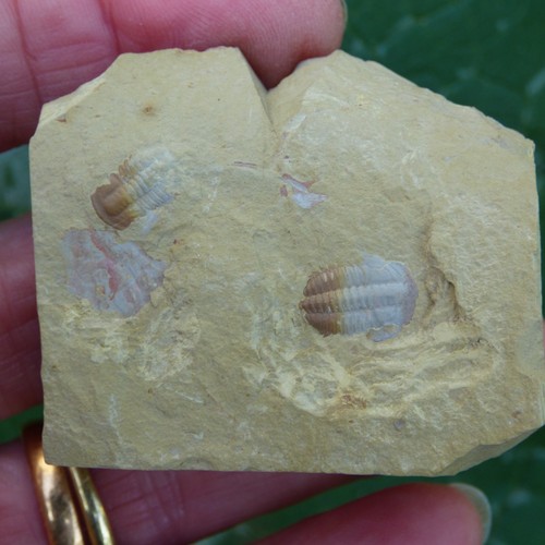 Seltene fossile trilobiten - fossile,