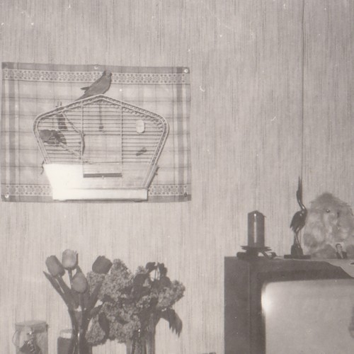 Vogelkäfig und tulpen - vogelkäfig,