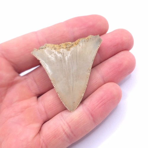 Megalodon haizahn fossil aus - haizahn,