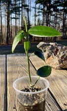 Hoya Coronaria Pink In 3”