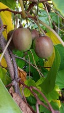HARDY KIWI , Actinidia Arguta