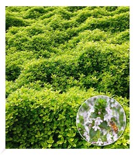 Bodendecker Zitronenthymian, 3 Pflanzen Thymus citriodorus aureus