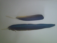 2 Federn, Mauserfedern