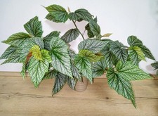 Begonie Argenteo Guttata