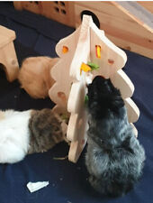 Meerschweinchen Hase Kleintier