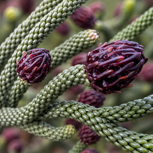 Dacrydium araucarioides seeds - araucarioides,