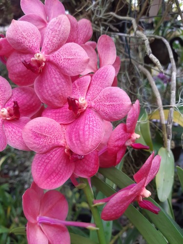 Orchidee vanda hybride - orchidee, vanda-hybride