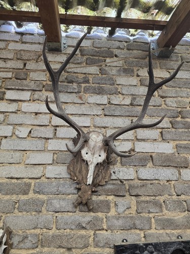 Hirschgeweih jagdtrophäe mit - hirschgeweih,