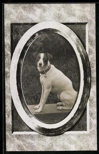Foto sitzender hund - foto-ak,