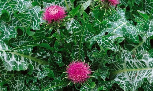 Mariendistel pflanze deko - mariendistel,