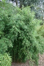 Roter bambus fargesia - roter,