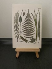 Postkarte Motivkarte, verschiedene Farne, Blatt, Flora, Natur, Kunst