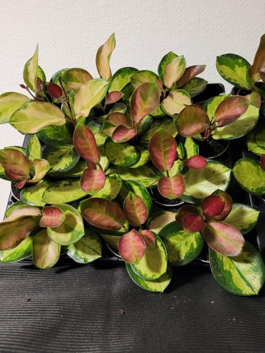 Stück kleine hoya australis - stück,