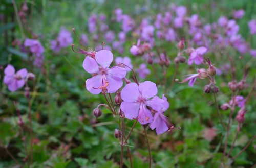 Bienenweide geranium - bienenweide, x