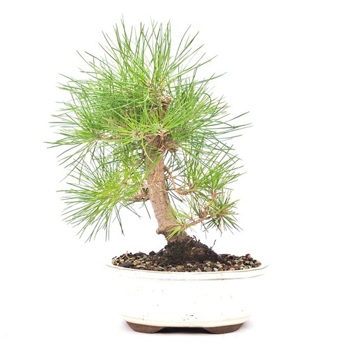 Bonsai japanische - bonsai,