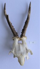 Rehgeweih Horn Jagd Rehbock Deko schädelechte Jagdtrophae Natur Deko Tracht Nr.4