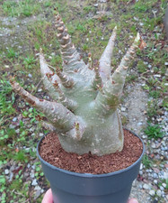 Adenium obesum wüstenrose - adenium,