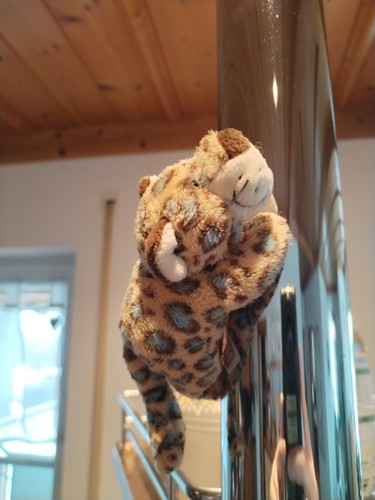 Nici leopard wild - wild, friends
