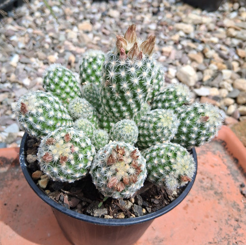 Escobaria sneedii var leei - escobaria, var.