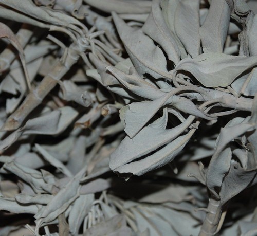 Weißer salbei frisch white - salbei,