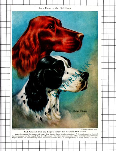 Irish and english setters - and,