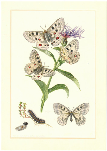 Apollofalter parnassius apollo - parnassius,
