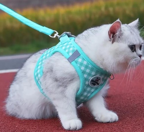 Katzengeschirr karo muster mit - katzengeschirr,