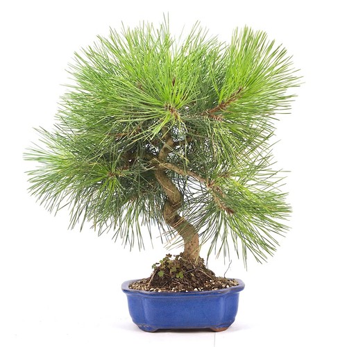 Bonsai japanische - bonsai,
