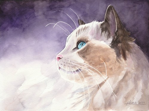 Original aquarell ragdoll - aquarell,,
