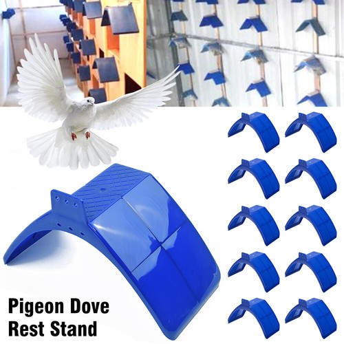 Stück vögel taube - 10,