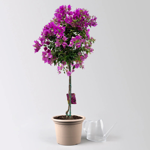 Bougainvillea alexandra - bougainvillea, 'alexandra'